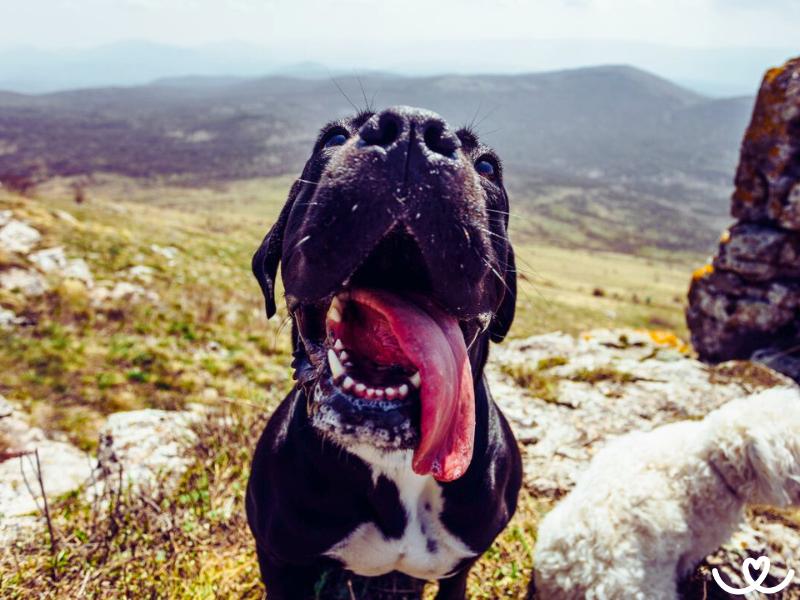 Psi-plemeno-cane-corso (15)